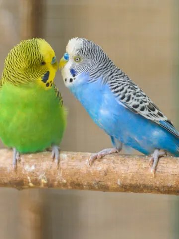 Why Do Parakeets Kiss Each Other? (It’s Really Simple!)