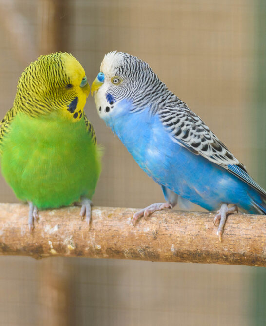 Why Do Parakeets Kiss Each Other