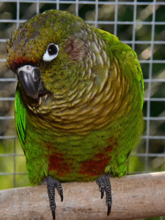 Maroon Bellied Conure vs Green Cheek: How Are They Different?
