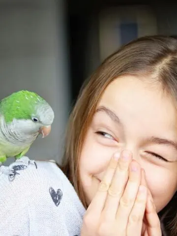 Can Parakeets Smell? (Here’s What Scientists Believe!)