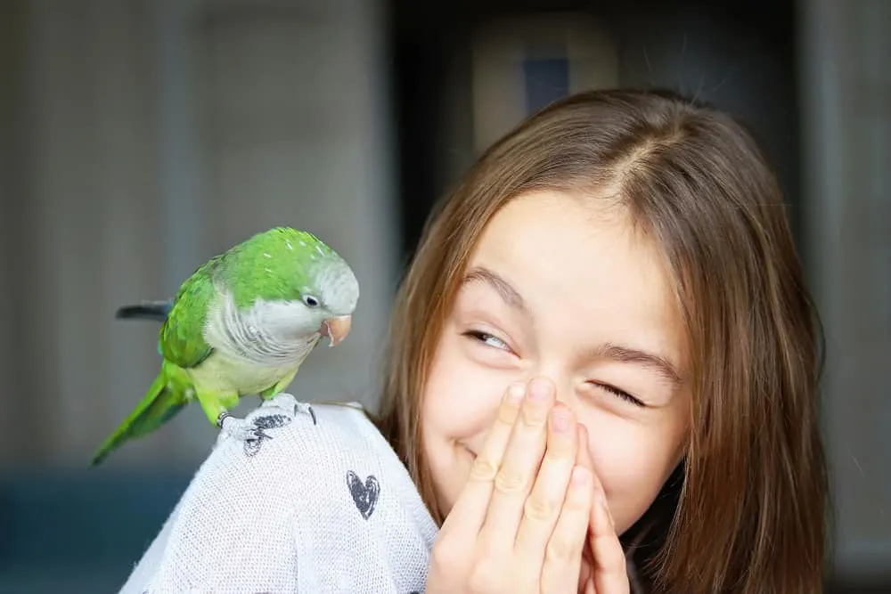 Can Parakeets Smell