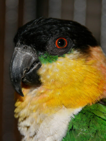 Caique vs Conure: What’s Different Between These Birds?