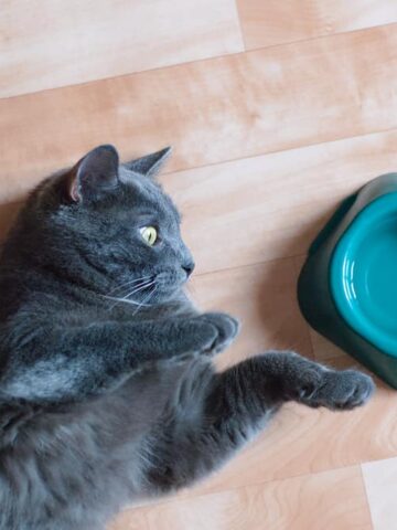 Why Do Cats Put Things In Their Water Bowl?