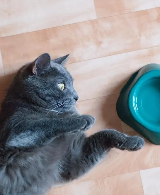 Why Do Cats Put Things In Their Water Bowl