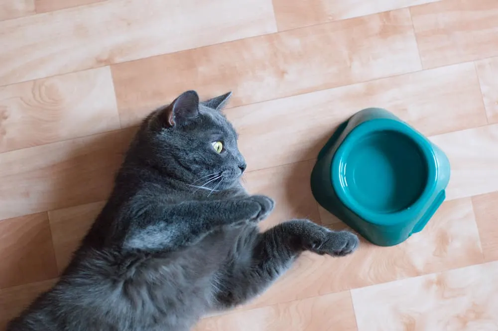 Why Do Cats Put Things In Their Water Bowl