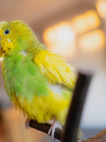 Why Do Parakeets Fluff Up? (There’s A Good Reason!)