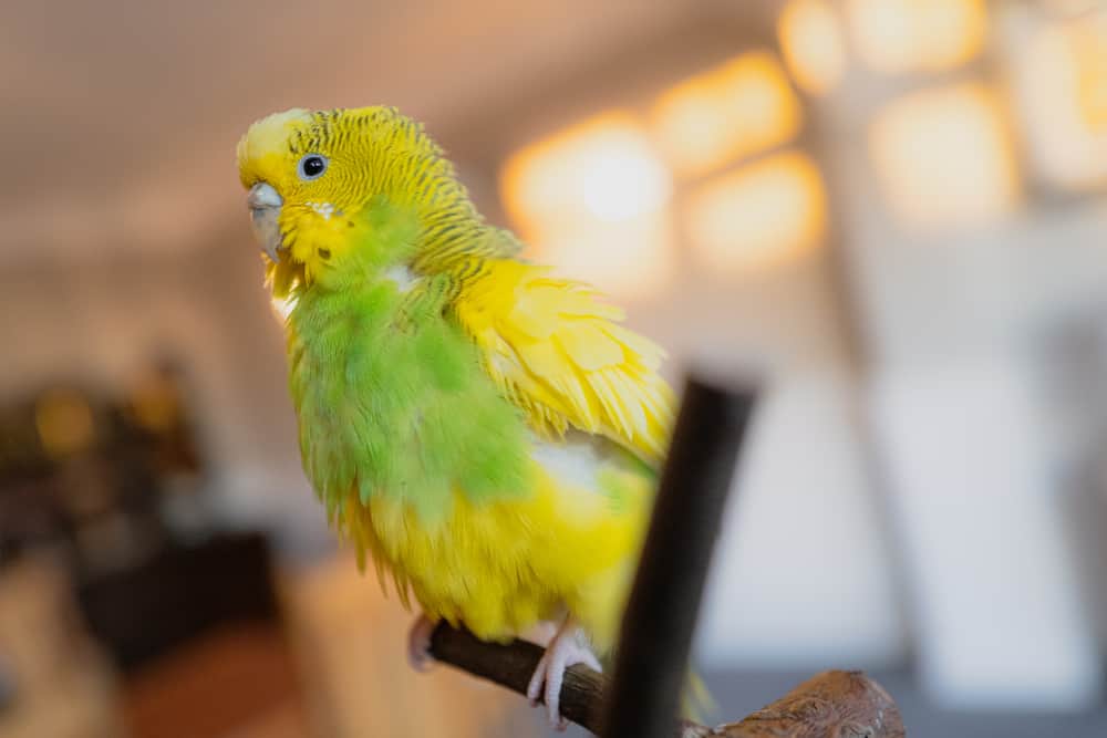 Why Do Parakeets Fluff Up