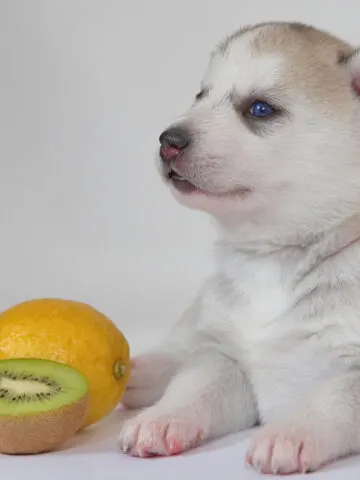 Can Dogs Eat Kiwi Fruit? (See What The Vet Says!)