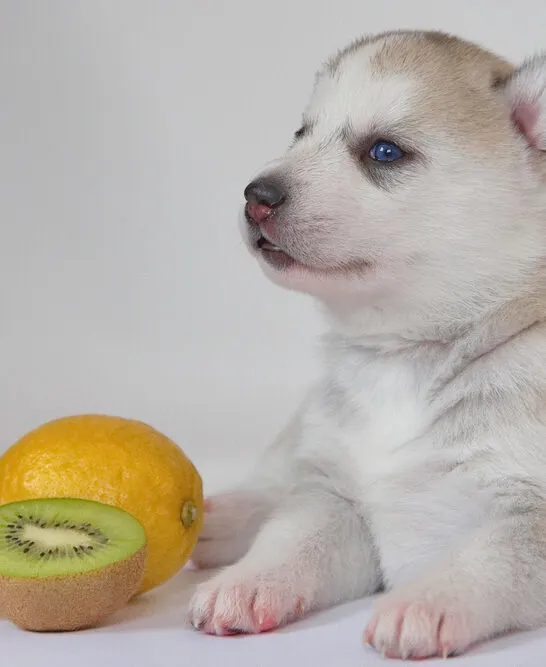 Can Dogs Eat Kiwi Fruit