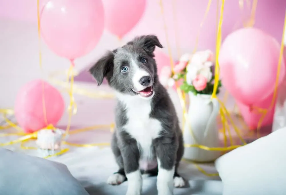 Why Are Dogs Scared of Balloons