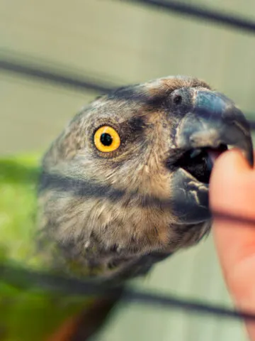 Why Your Parrot Is Biting All of a Sudden (There’s A Good Reason!)