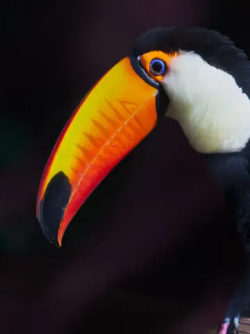 Toucan vs Parrot: What’s The Difference Between These Birds?
