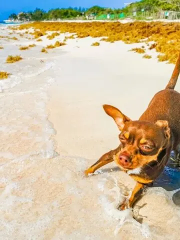 Can Dogs Eat Seaweed? (See What The Vet Says!)