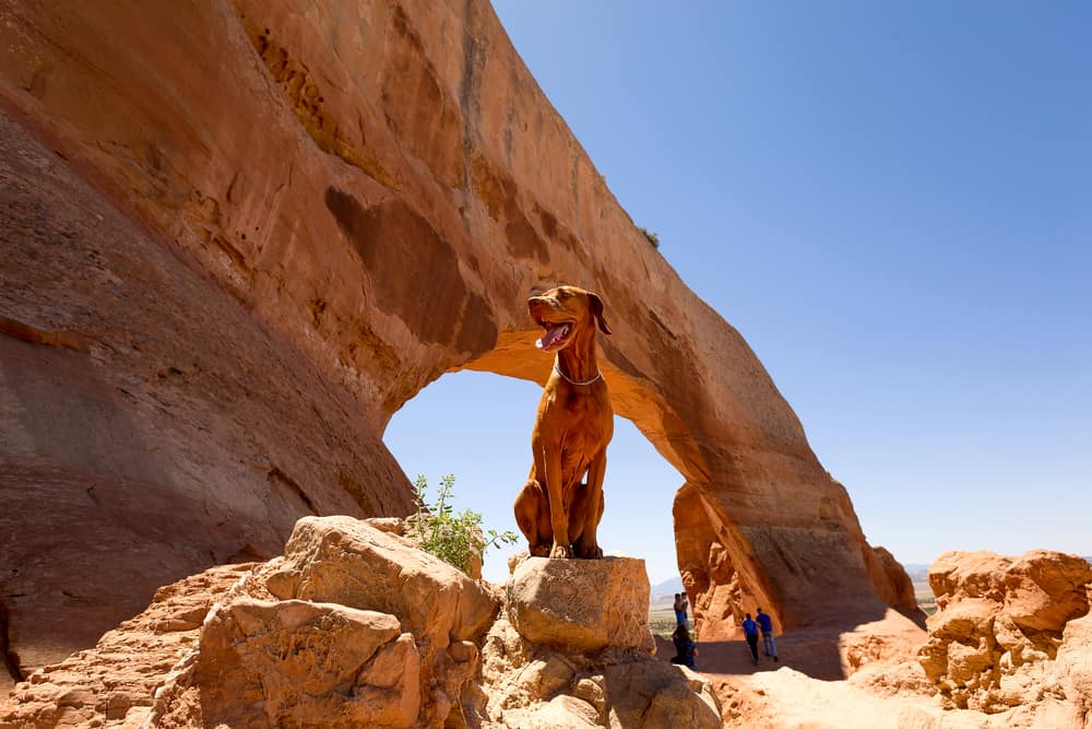 How Many Dogs Can You Have In Utah? – Pet Advisers