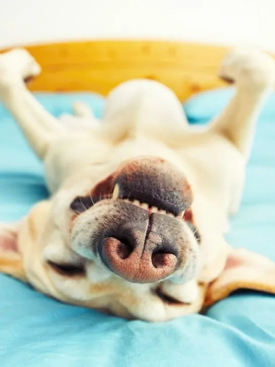 How To Stop Your Dog From Snoring (Vet-Approved Advice)