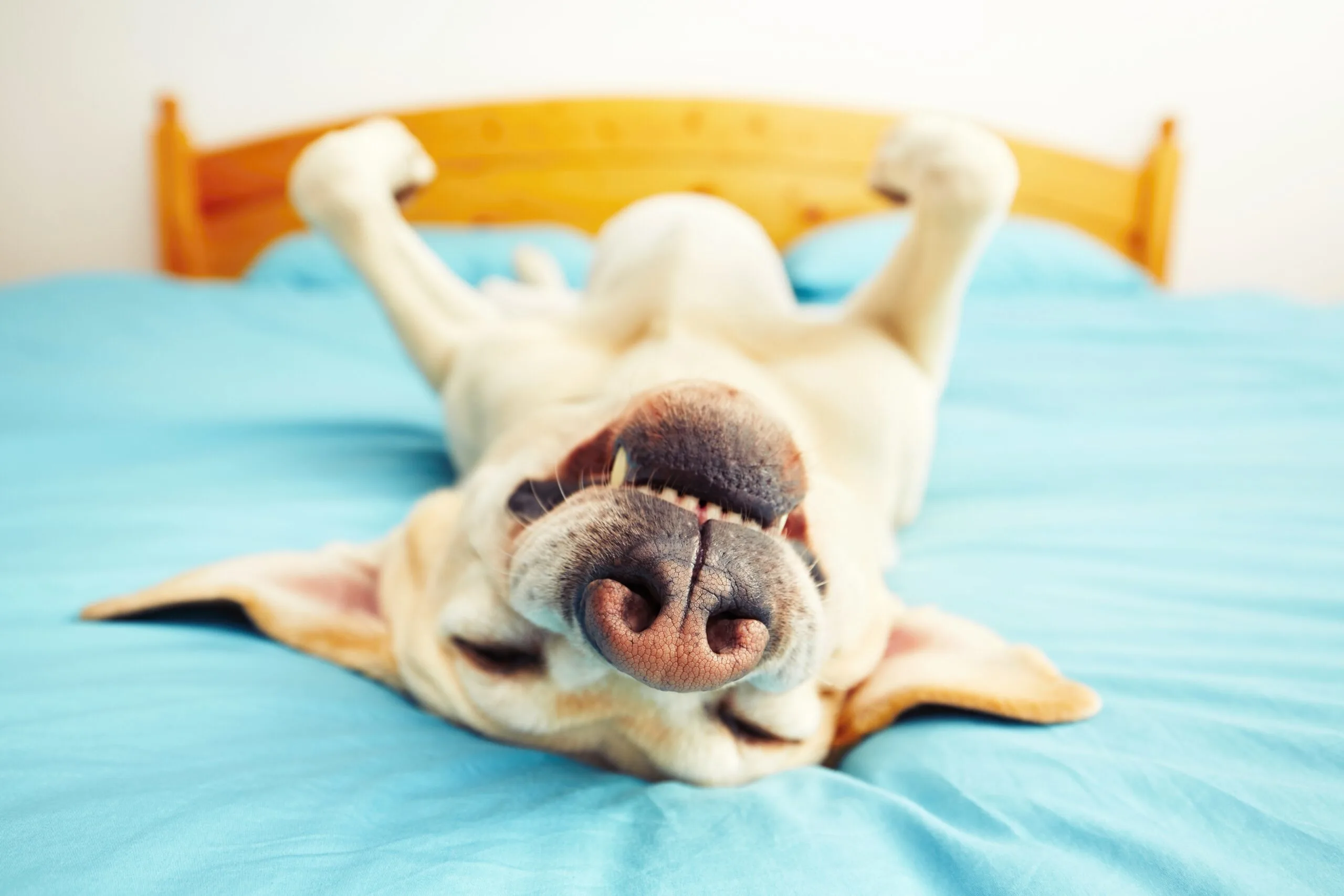 how to stop a dog from snoring
