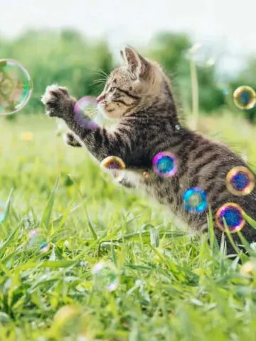 Are Bubbles Safe For Cats? (Find Out Now!)