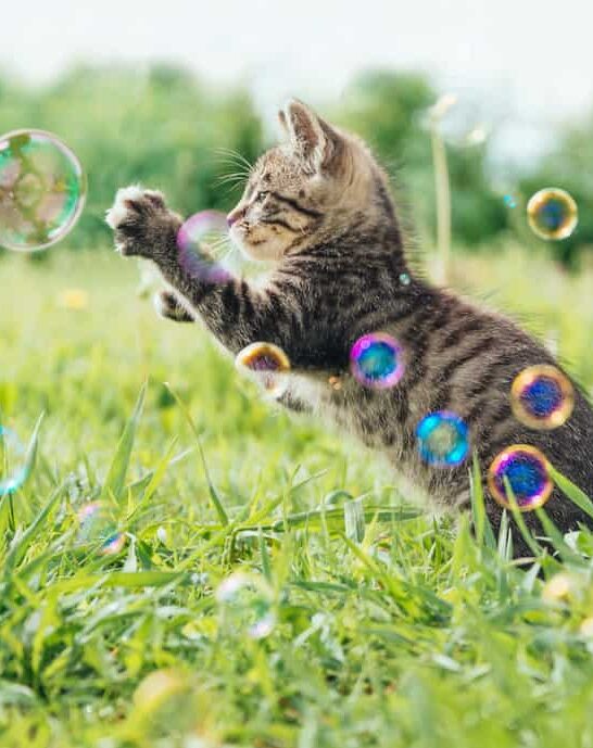 are bubbles safe for cats
