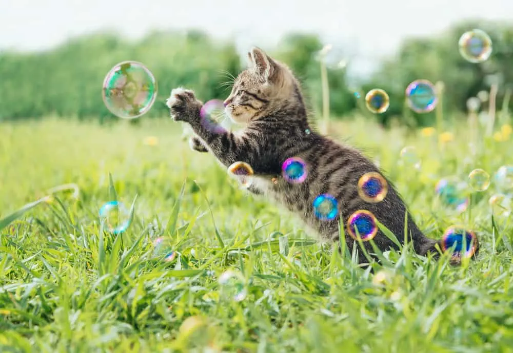 are bubbles safe for cats