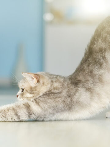 Why Do Cats Stretch When They Greet You? (the reason is GOOD)
