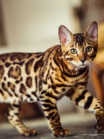 Are Bengal Cats Aggressive? (No, But Here’s More on Why)