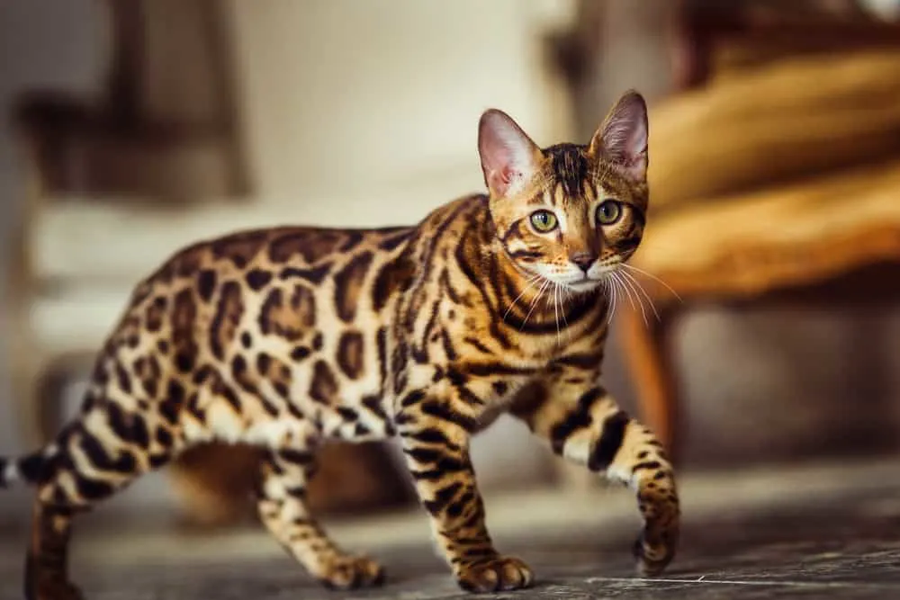 Are Bengal Cats Aggressive