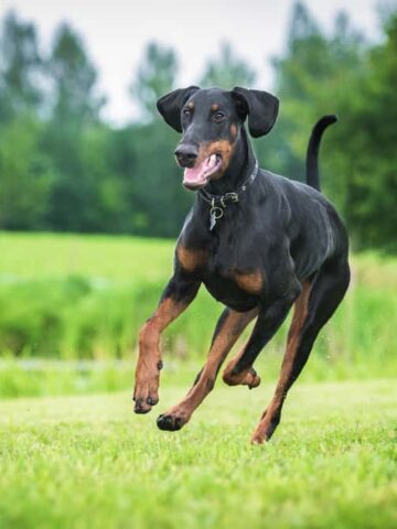 Do Doberman Pinschers Shed? (Yes, Here’s How Much)