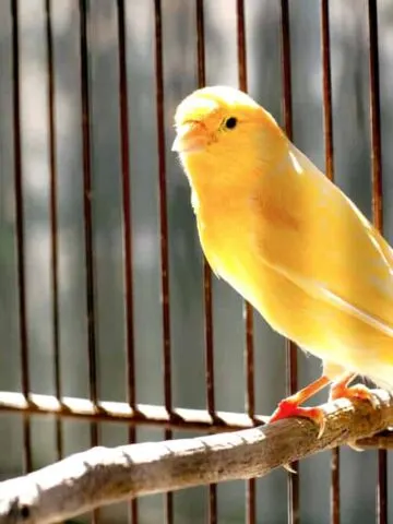Are Canaries Loud? (Not Especially, But It Depends on This)
