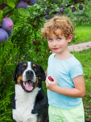Can Dogs Eat Plums? (See What The Vet Says!)