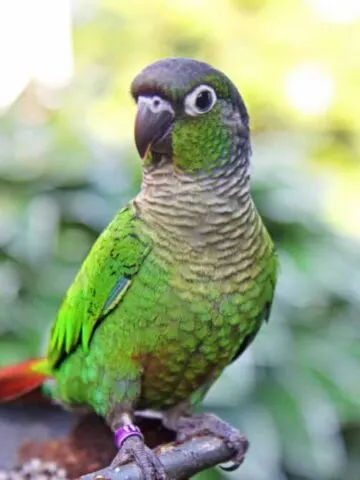 Green Cheek Conure vs Sun Conure: How Are These Birds Different?
