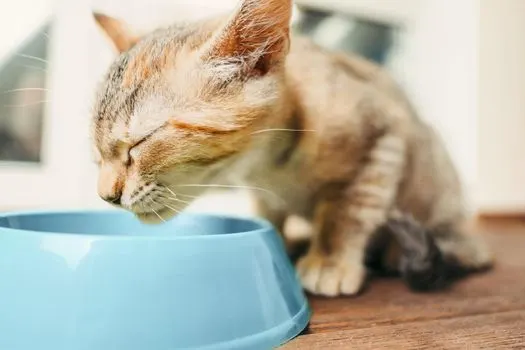 cat-food-eating
