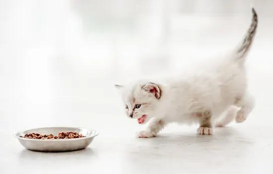 cat-going-towards-food