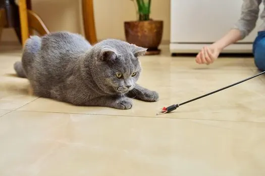 cat-playing-with-owner