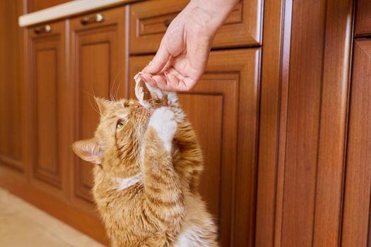 cat-grabbing-food