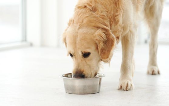 dog-eating-food