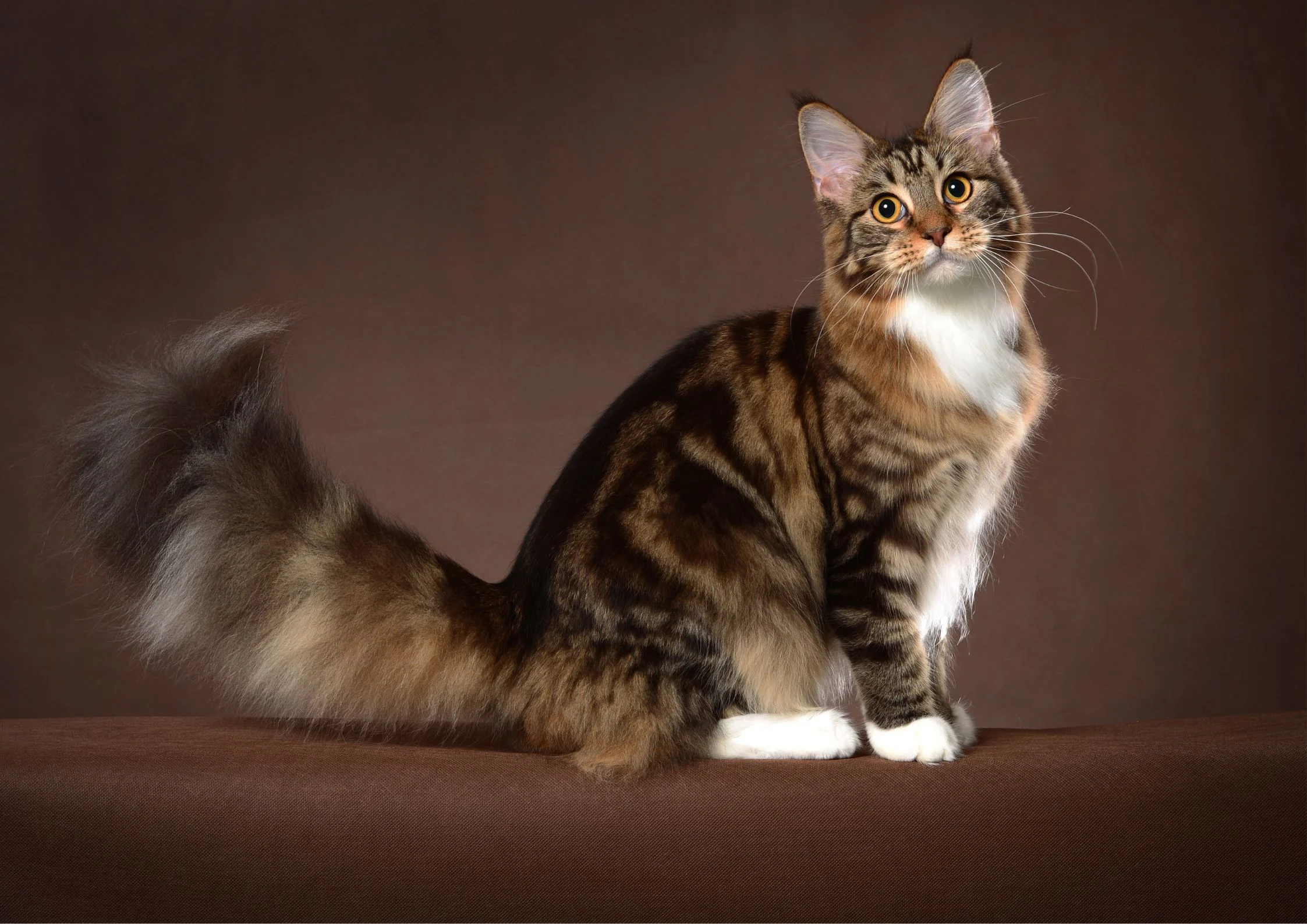 Maine-Coon