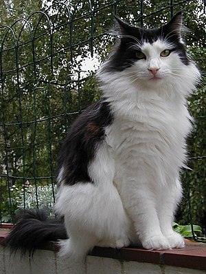 norwegian-big-cat