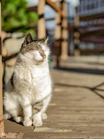 Why Do Cats Huff (and Puff)?