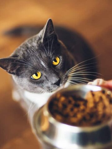 Will Cats Starve Themselves If They Don’t Like The Food?