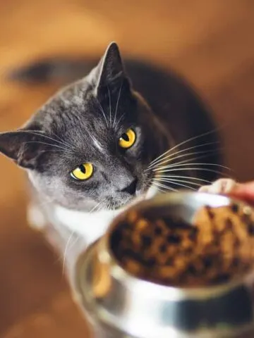Will Cats Starve Themselves If They Don’t Like The Food?