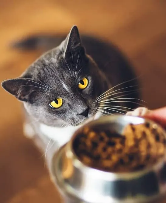will cats starve themselves if they dont like the food?