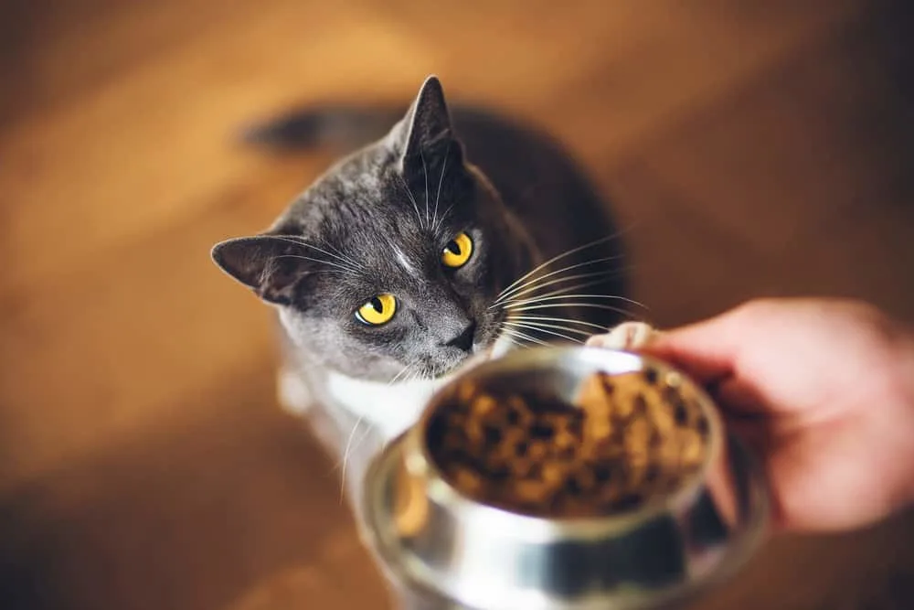 will cats starve themselves if they dont like the food?