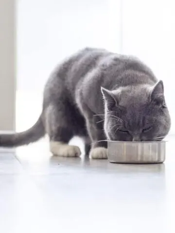 Why Do Cats Close Their Eyes When They Eat?