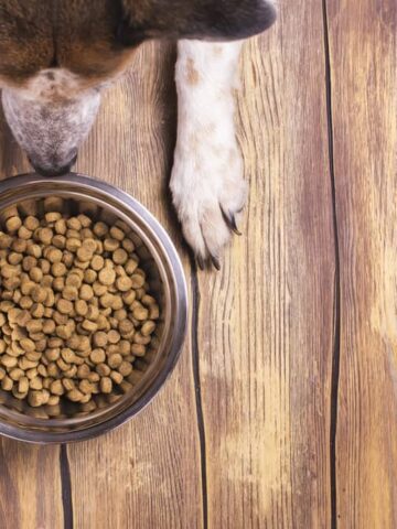 Why Do Dogs Bark At Their Food?