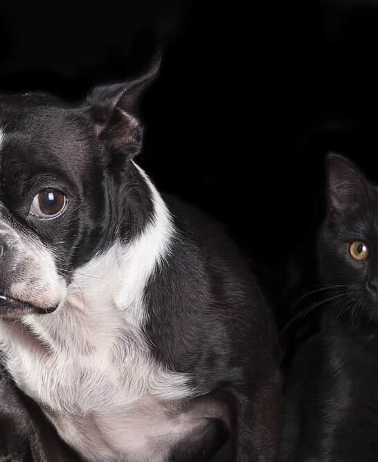 are boston terriers good with cats?