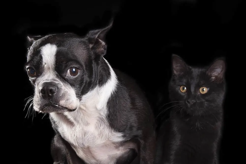 are boston terriers good with cats?