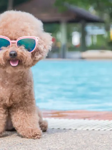 14 Fluffiest Dog Breeds Types (Big & Small)