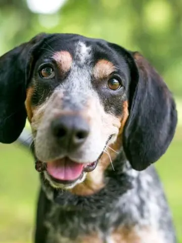 12 Dog Breeds With Amber Eyes