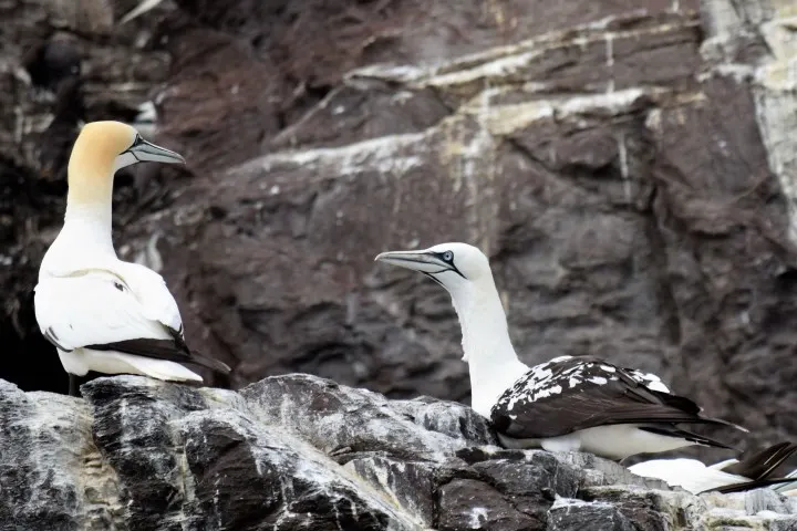 Gannets-and-Boobies