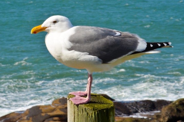 albatross-sea-bird